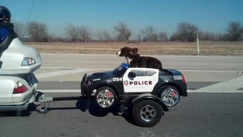 Cop Dog in a pet hauling motorcycle trailer
